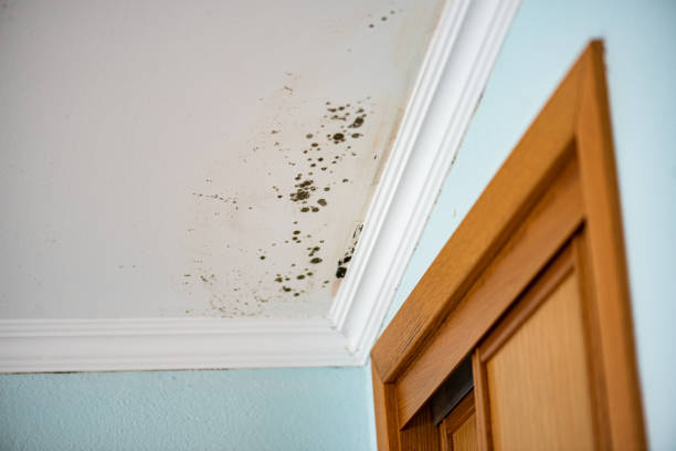 Mold Removal and Inspection in Rochester, PA