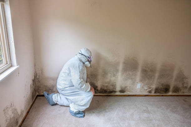 Office Mold Removal Services in Rochester, PA