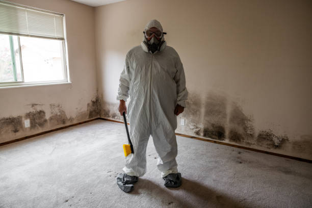 Professional Mold Removal in Rochester, PA