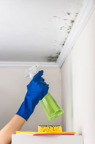 Best Attic Mold Removal  in Rochester, PA