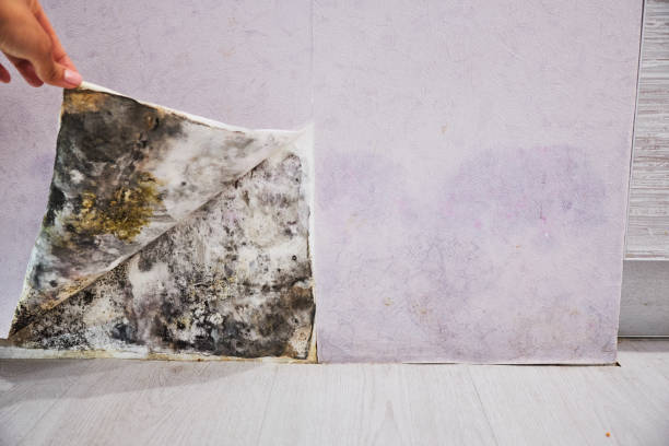 Best Crawl Space Mold Removal  in Rochester, PA